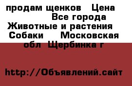 продам щенков › Цена ­ 15 000 - Все города Животные и растения » Собаки   . Московская обл.,Щербинка г.